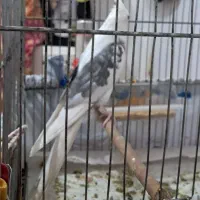 یک جفت عروس هلندی ابلغ وایت فیس با تخم و قفس