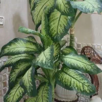 گل دیفن|گل و گیاه طبیعی|ابهر, |دیوار