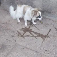 سگ پاکوتاه|سگ|آزادشهر, |دیوار