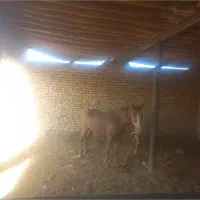 فروش ۲۰راس اسب مادیان