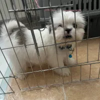 سگ شیتزو سوپر فلت