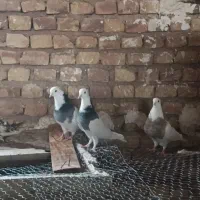 فروش طوقی فوری