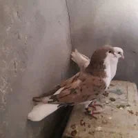 کبوتر سده هفرنگ و طوقی زرد خالدار و دوتا نرگسی