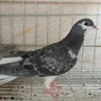 دمگیر مفلق زری و بدرنگ