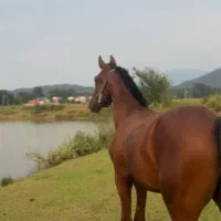 اسب دره‌شور با مدارک کره تاراج۲