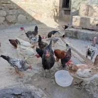 مرغ خروس جوجه کوردی|حیوانات مزرعه|کرمانشاه, |دیوار