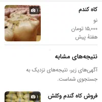 کاه درجه یک کندم در میانه