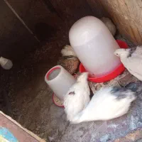 بلدرچین فروشی