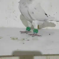 نرهفترنگ کاکلی کرمونی|پرنده|فرح دشت, |دیوار