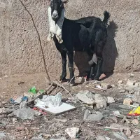 بزماده|حیوانات مزرعه|اهواز, شهرک رزمندگان|دیوار