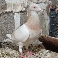 سرور شامی پیازی کرم جفتی|پرنده|وحدتیه, |دیوار