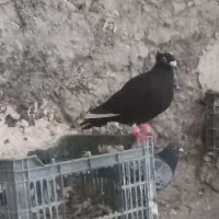 کبوتر رنگی|پرنده|اسفراین, |دیوار