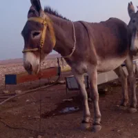 خر ماده 5سال