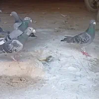 کبوتر