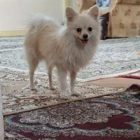پاداد