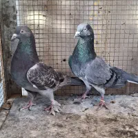 کبوتر پرشی فروشی