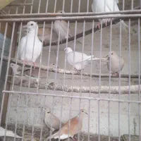 پرنده زینتی قفسی|پرنده|رودسر, |دیوار