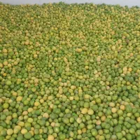 لیمو تازه درجه یک جهت ابگیری