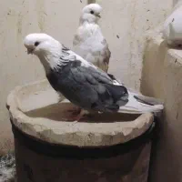 کبوتر دوکت نوک قنار|پرنده|تهران, مختاری|دیوار