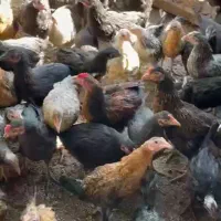 جوجه مرغ و خروس ۳ ماه گلپایگانی|حیوانات مزرعه|ساوه, |دیوار