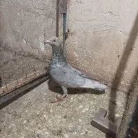 کفتر|پرنده|محمدیه-قزوین, |دیوار