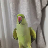 ملنگو ماده دستی و بالغ