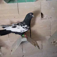 کبوتردورنگ سیاه بی کاکل پرشی