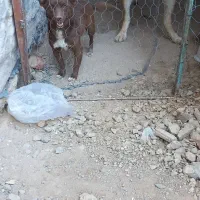 پاکوتاه|سگ|بناب, |دیوار