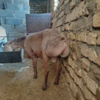 بره چینی غندوزی|حیوانات مزرعه|قائن, |دیوار