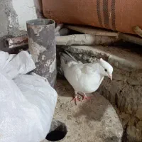 پرنده|پرنده|ملکشاهی, |دیوار