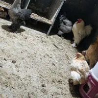 مرغ و خروس برهما|حیوانات مزرعه|قلعه شاهین, |دیوار