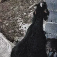 بز نژاد خوب