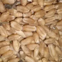 گندم درجه یک دماوند جاده وادان