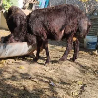 بره قوچ ، بز گوسفند|حیوانات مزرعه|آبیک, |دیوار