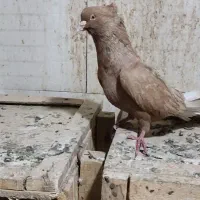 زرد دم سفید خال سیاه|پرنده|اهواز, زرگان|دیوار