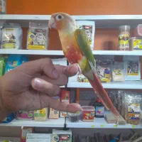 طوطی گرینچیک سوپر رام و سخنگو اسمش فلفل|پرنده|قائم‌شهر, |دیوار