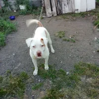 واگذاری سگ پیتبول واکسن زده