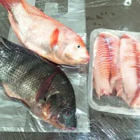 ماهی تیلاپیا تازه کالابرگ