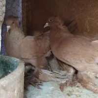 راعبی ( رواعب ) زرد جوان|پرنده|ماهدشت, |دیوار