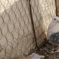 کفتر راعبی و ساتن وقوره گی