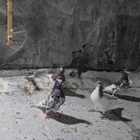 کبوتر|پرنده|برازجان, |دیوار