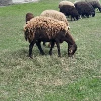 گوسفند هترو