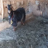 بز ماده|حیوانات مزرعه|اهواز, اسلام آباد شرقی|دیوار