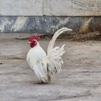 خروس جاپنز پاکوتاه مینیاتوری