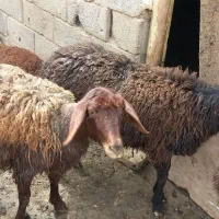 فروش بره ماده شیشک