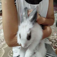 خرگوش بانمک|موش و خرگوش|قم, مهر آباد|دیوار