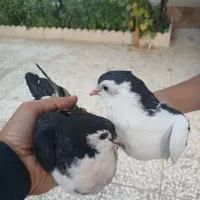 کبوتر پلاس