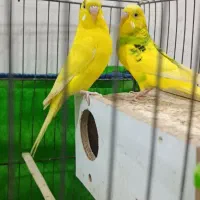 یک جفت مرغ عشق تخم گزار