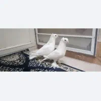 کفتر، کبوتر رواعب