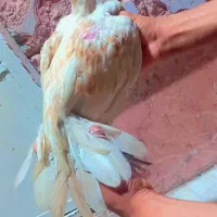 جوجه ها همه زات دار برای فروش